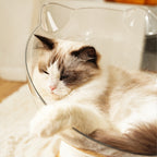 Cat lying on a glass bowl with a soft focus background