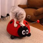 Cat playing with a red ladybug-shaped toy on a carpeted floor.