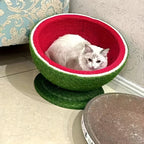 Cat lying in a green and red pet bed on a light-colored floor.