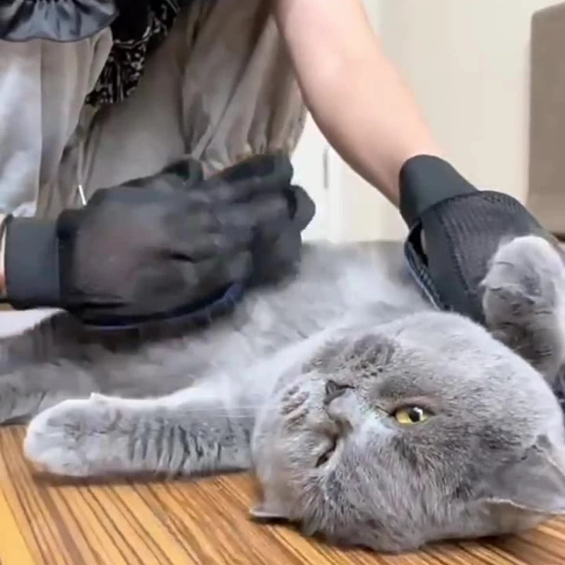 Gray cat lying on a wooden floor with a person wearing black gloves petting it.
