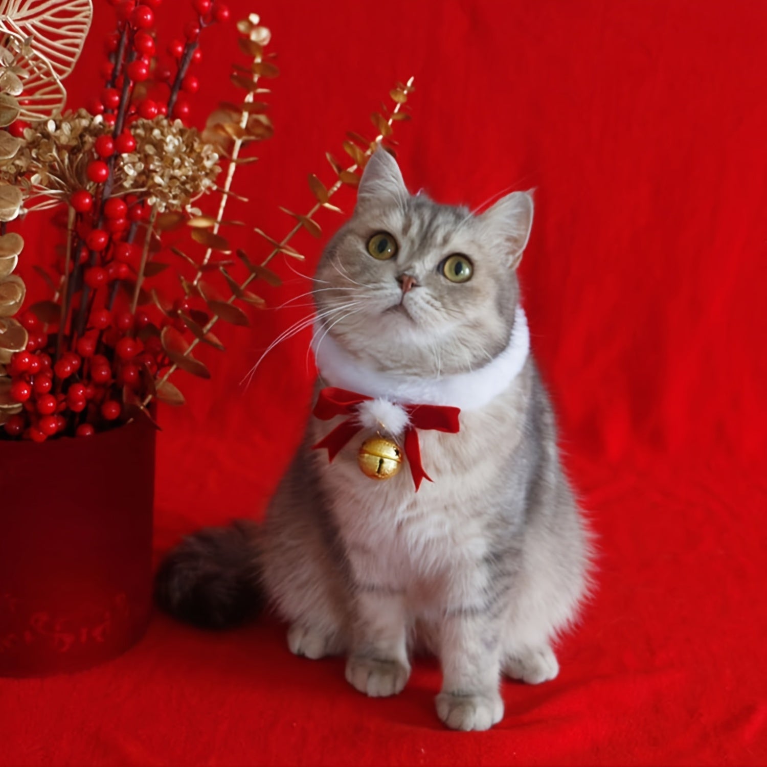 Cat wearing a festive collar with a bell on a red background