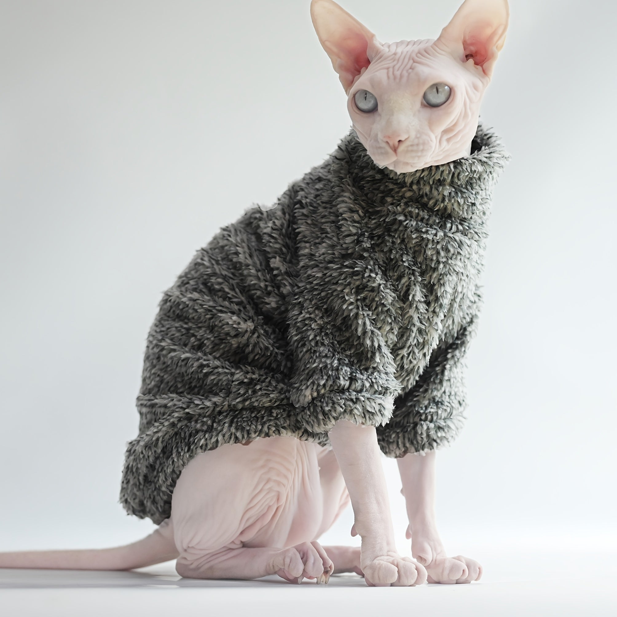 Cat wearing a gray sweater on a white background